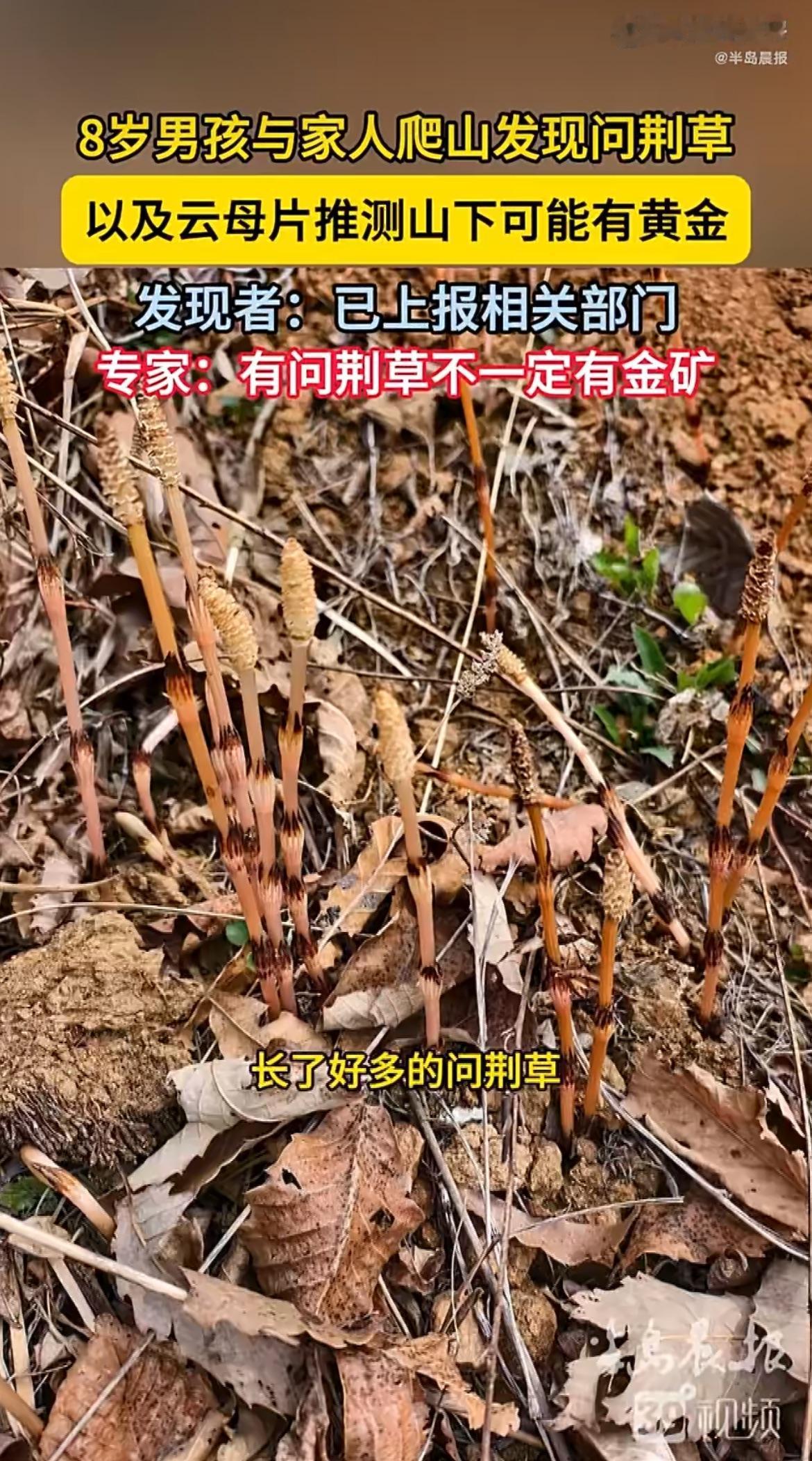 “学以致用！”大连8岁男孩爬山指着草喊“下面有黄金”，亲爸抱着玩玩的心态上报，结