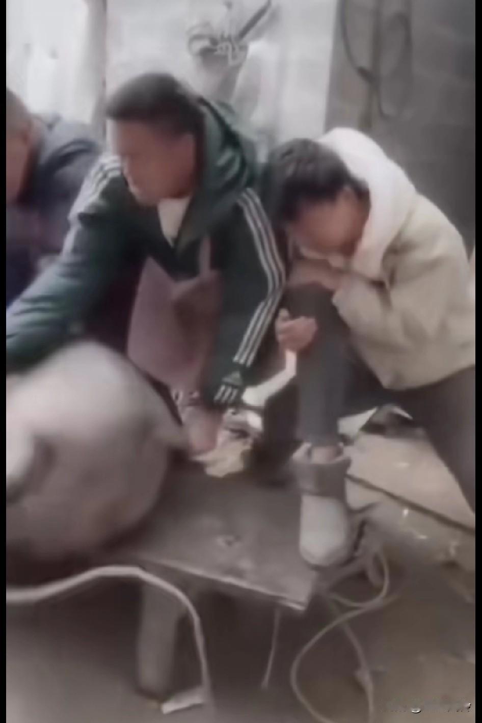 从一开始到结束，都没发现自己抱错了腿，猪到死都不知道自己还有个队友最没用的把最