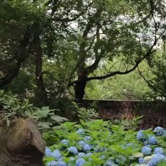 绣球花1.栽培方式：腐叶土+泥炭土+松树皮+珍珠岩，疏松肥沃微酸性土；根系细密