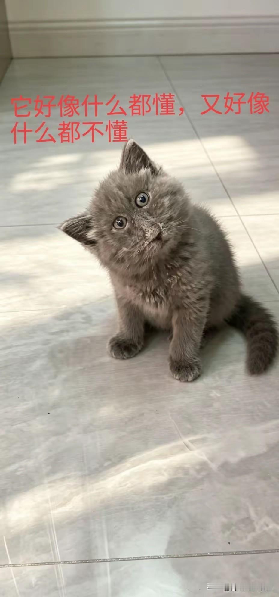 请帮这只猫咪，取个可爱的名字，谢谢了[作揖]