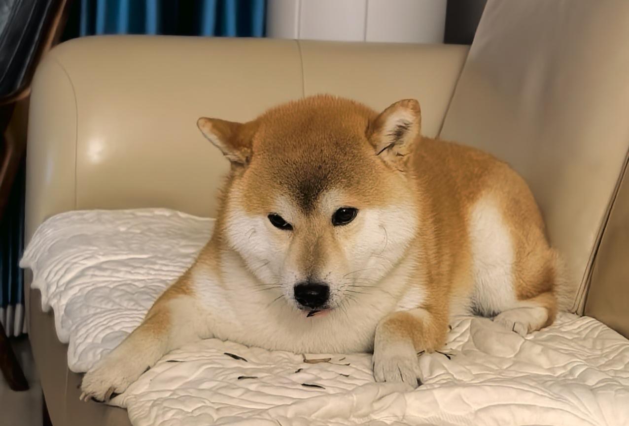 老公爱嗑瓜子，没想到家里养的柴犬，居然也跟着爱上了嗑瓜子。不用人剥壳，它自己