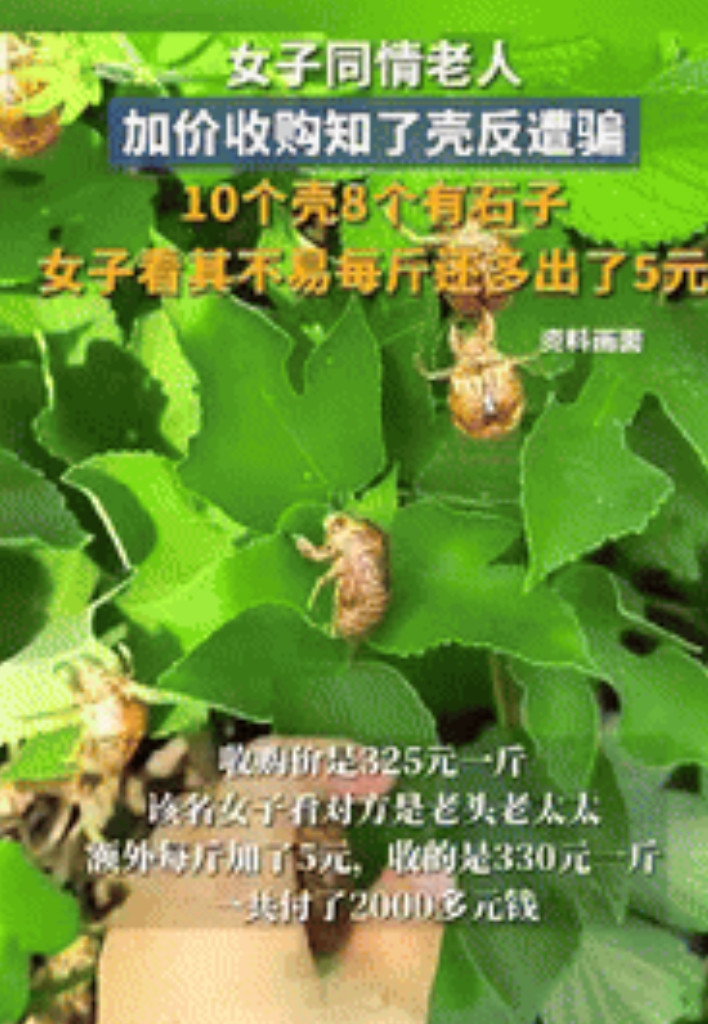 “坏了良心！”陕西铜川，一女子收购知了壳，看卖家是个老人，就将原本325元1斤的