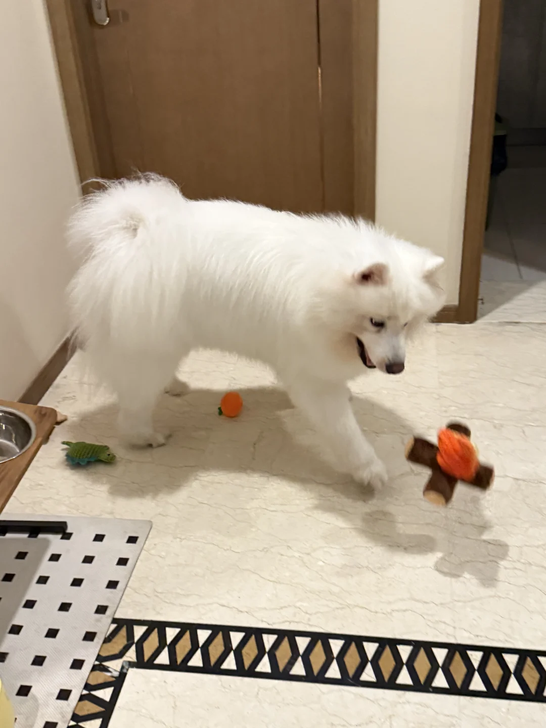 萨摩耶：我玩玩具呢！你们别管我！