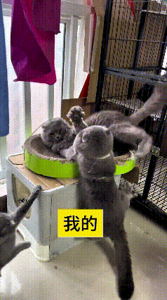 哎呀妈呀你瞅瞅这俩大蓝猫，多没出息！就一个破旧挠得烂乎乎的猫窝，跟抢金元宝似的