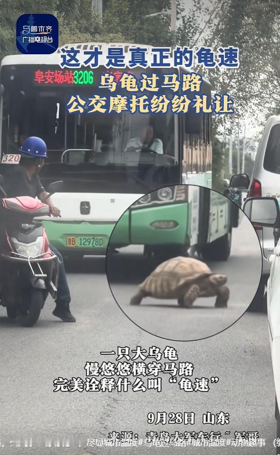 9月30日齐鲁晚报报道，青岛一条城市道路上，出现一只体型硕大的乌龟缓慢横穿