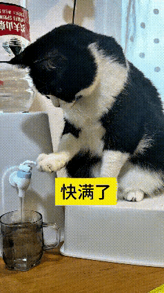 谁能料到一只小猫的心思居然细腻到这种地步，看完瞬间被彻底折服。主人特意使唤自家