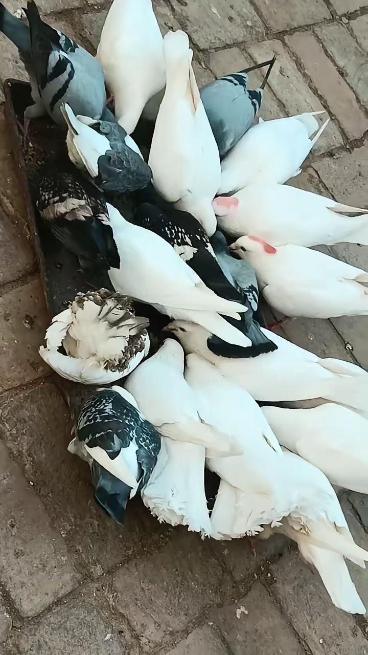 以前我一直以为，鸽子汤只是给病人补身体的，自己养鸽常吃后才发现，好处真的太惊喜了