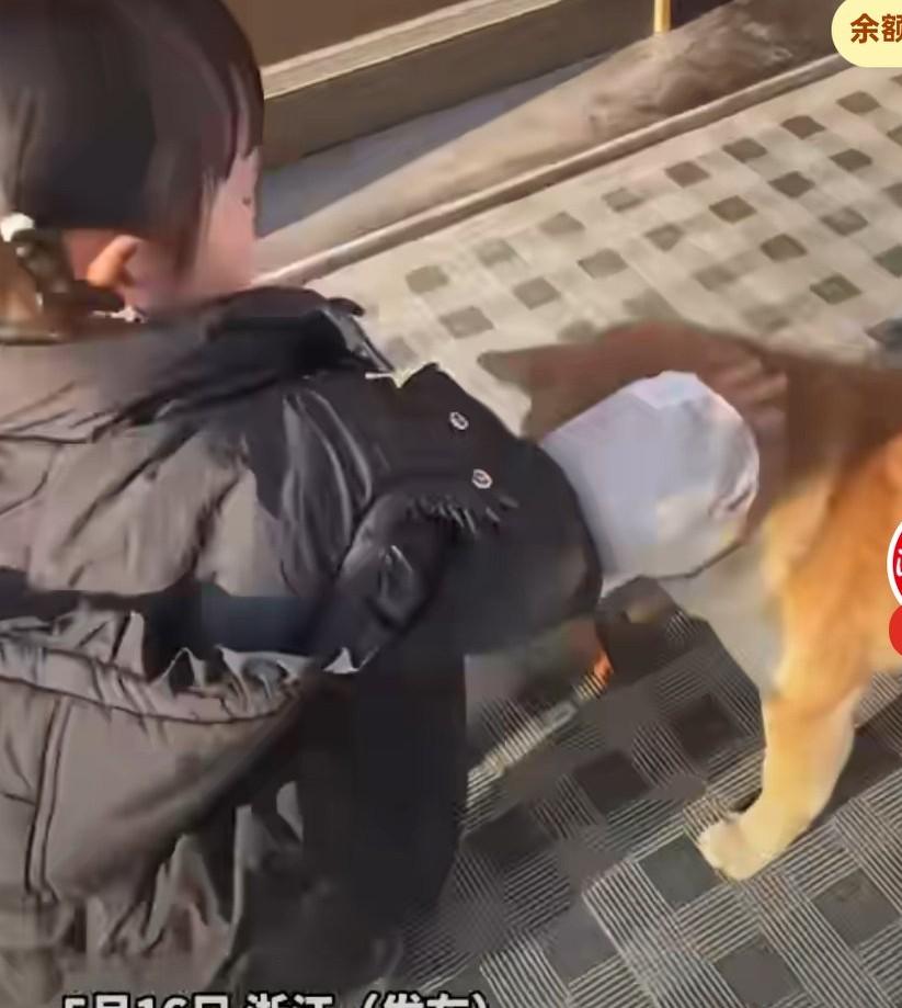 宝宝准备抚摸，正在吃鸡爪的柴犬，妈妈担心会被狗狗咬，对宝宝说不要摸它，小心它咬