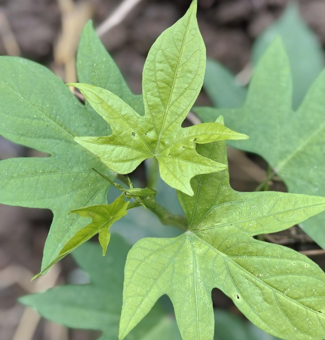 现在的家长喜欢怎么样的老师？太年轻的不受欢迎，没经验，威慑力不够，管不住学生