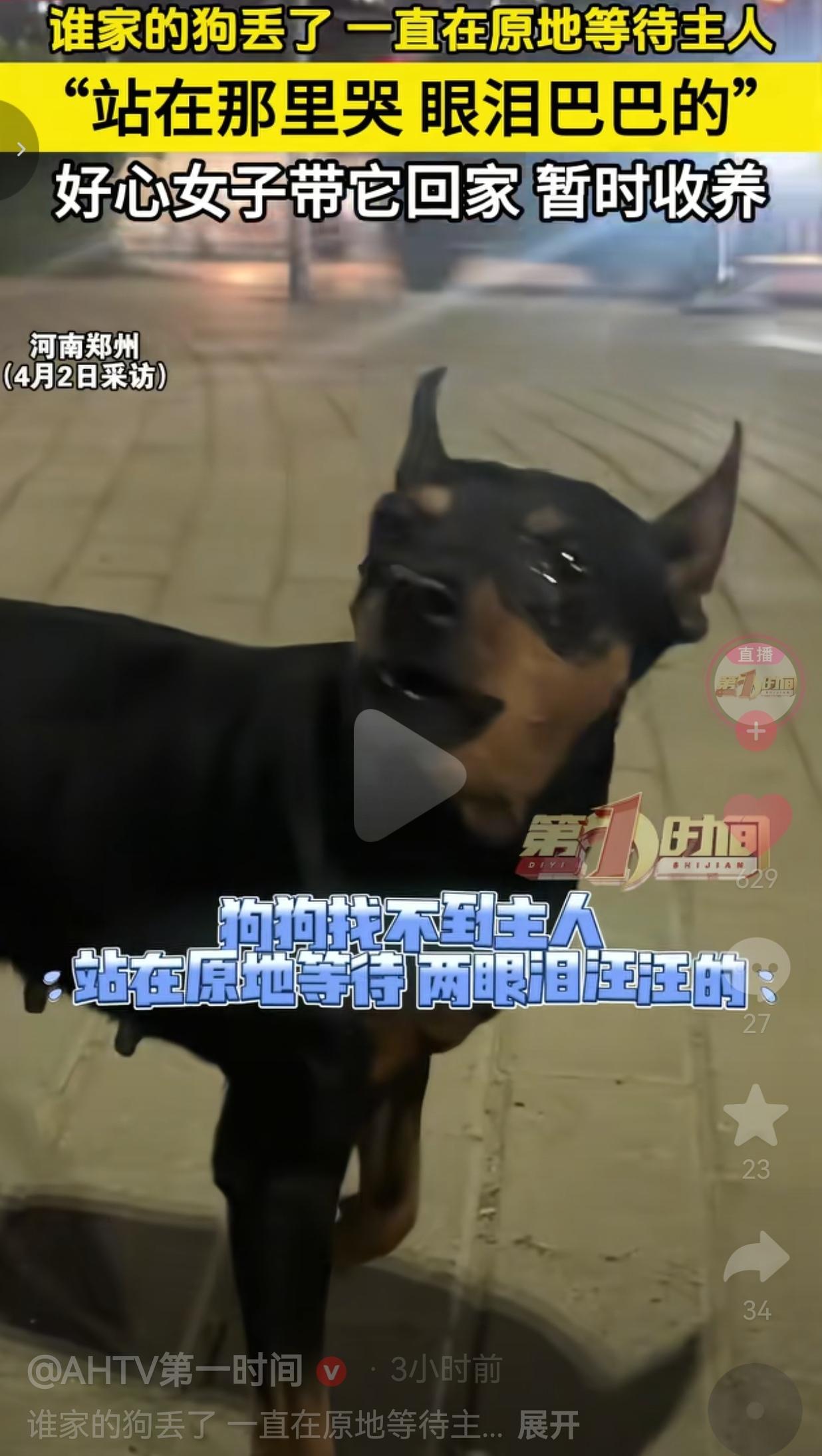 看哭了！4月2日河南郑州，深夜快10点的街头，一只小鹿犬孤零零站在路边，就那么抬