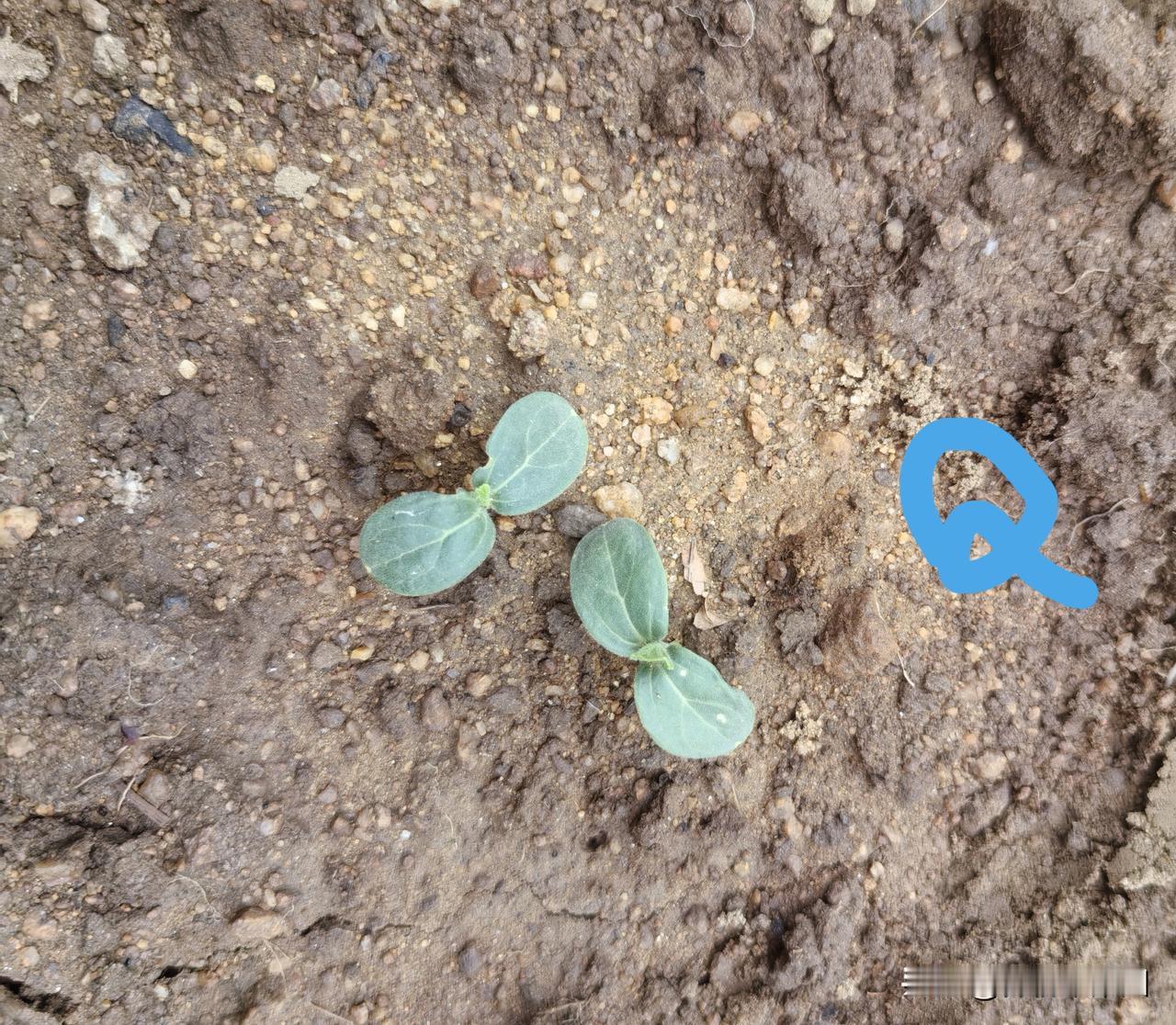 我每年黄瓜豆角同时种，都在谷雨交节以后。苗期管护，主要有4条——1，不蹿高不