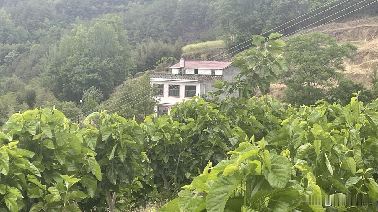 这就是安康农村，今年都几个月没有下雨，只能养蚕维持生活，好在我们这里到处都是桑树