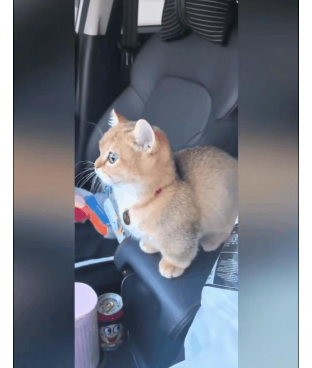 谁能懂从来不喜欢猫的人一眼就看到想抱回家养的猫原来猫和人很像太可爱了对