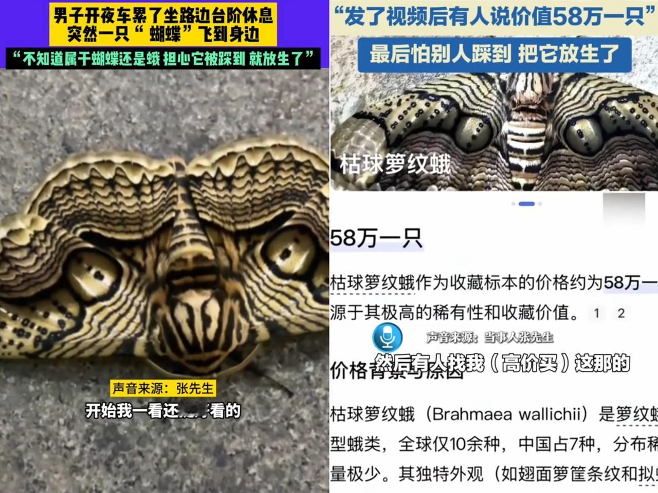 谁懂啊！放走半只鞋大的虫子，竟错失58万？这事儿可太让人唏嘘了。福建有位