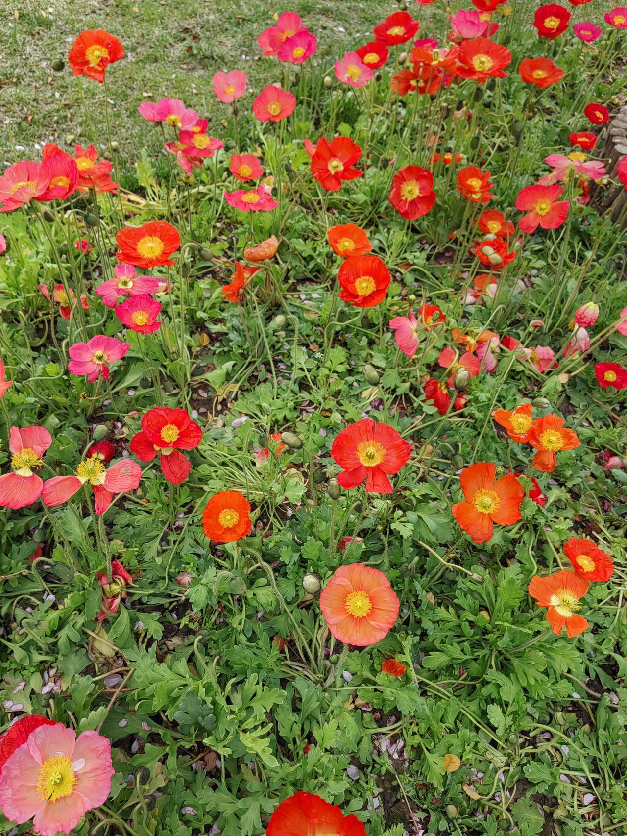 今天没课，轻松。早餐得好吃丰盛点，传统天津早餐。嘎巴菜，卷圈，煎鸡蛋