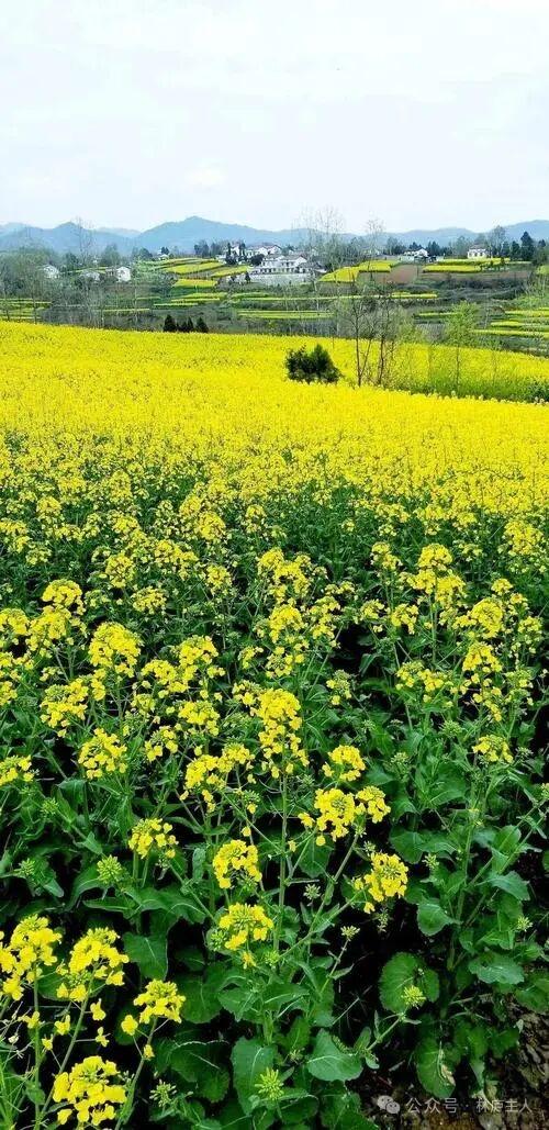 四块玉·即景菜花香，杨柳荡，小桥曲径绕山岗。蜂飞蝶舞莺声畅。风自凉，景自