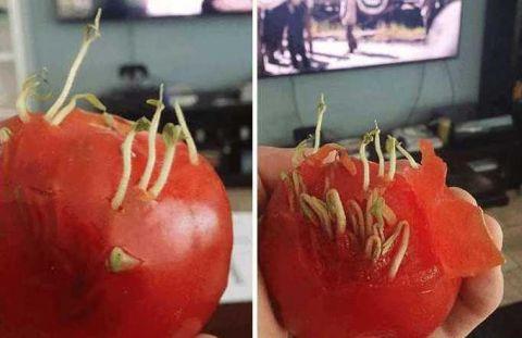 18张超诡异蔬果发芽照 网友: 丧失食欲!