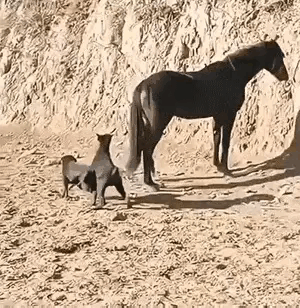 哈这反应也太绝了！狗狗被马一脚闷头上，就直接懵圈“宕机”了？也就那么一下，