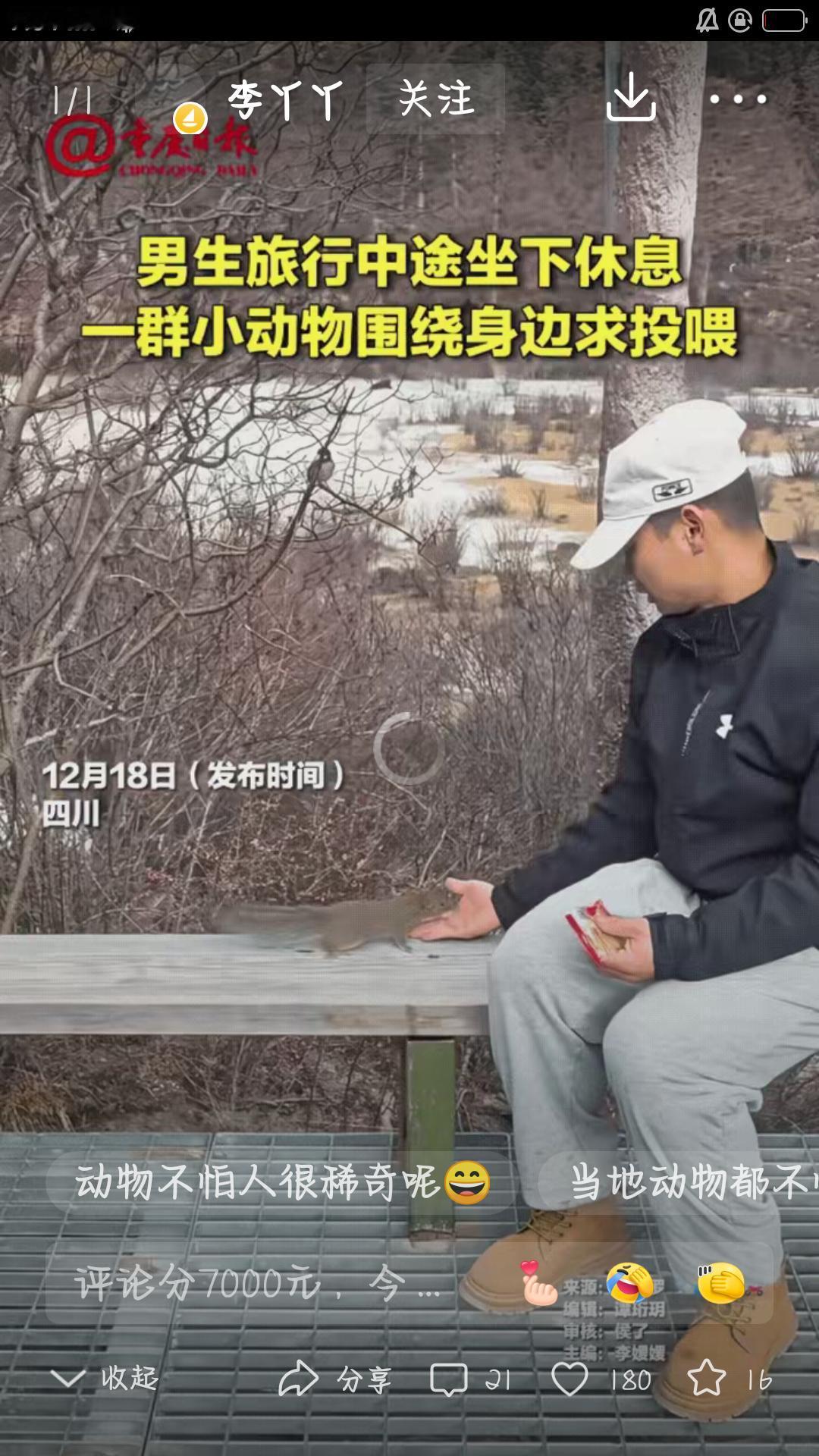 “解释不清了！四川游客喂松鼠，竟引来一群小动物主动贴贴！”男子坐在木凳上歇