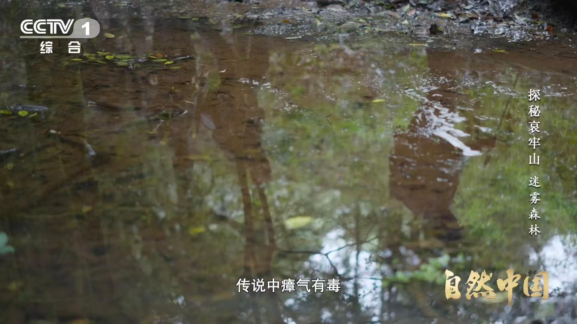 武侠小说的瘴气竟真实存在看完自然中国这期内容才知道，原来武侠小说里常出现的瘴气是