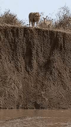 动物都是有灵性的，为狮子点赞[赞]