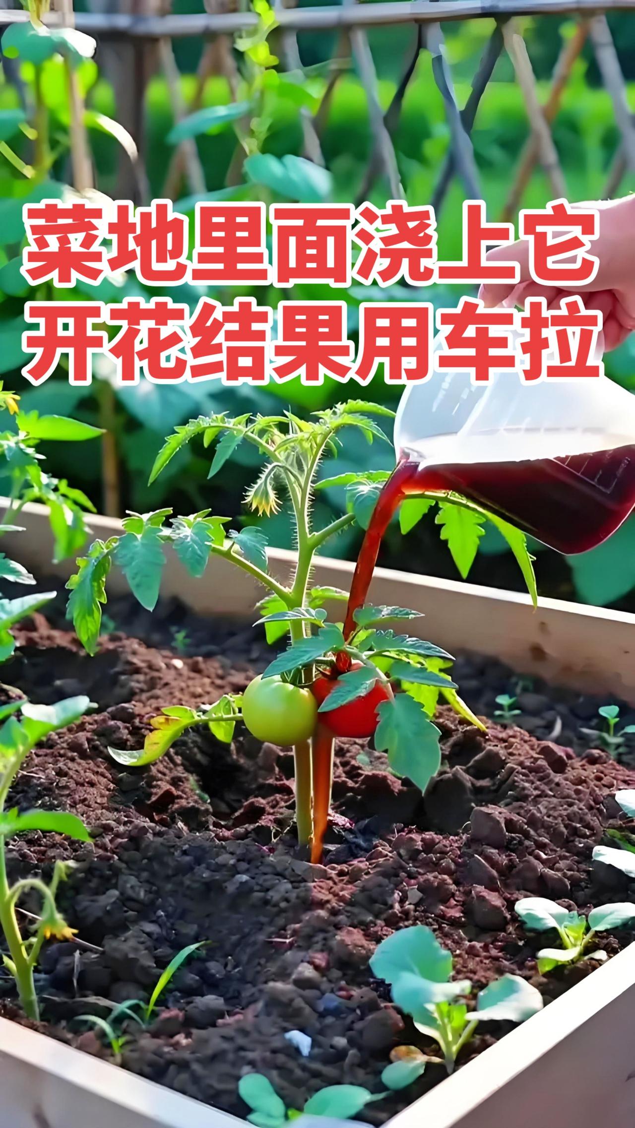菜地里面浇上它，开花结果用车拉。番茄浇点红糖水，结果不断十几段。丝瓜浇点淘米水，