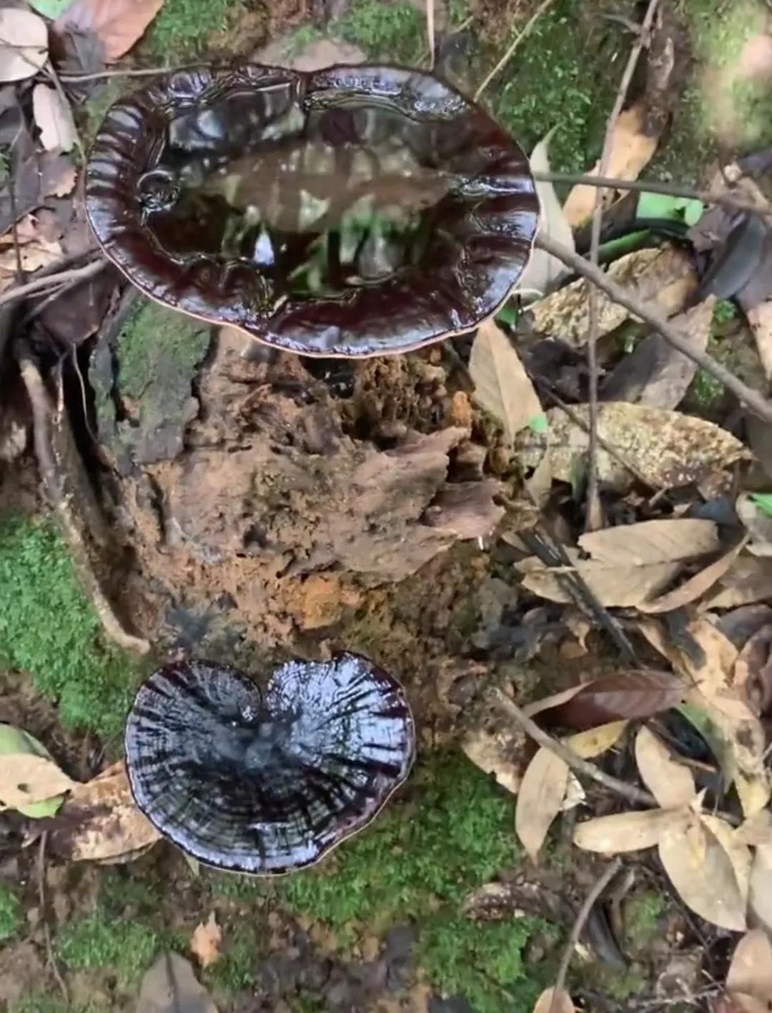 纯正野生灵芝，山货。