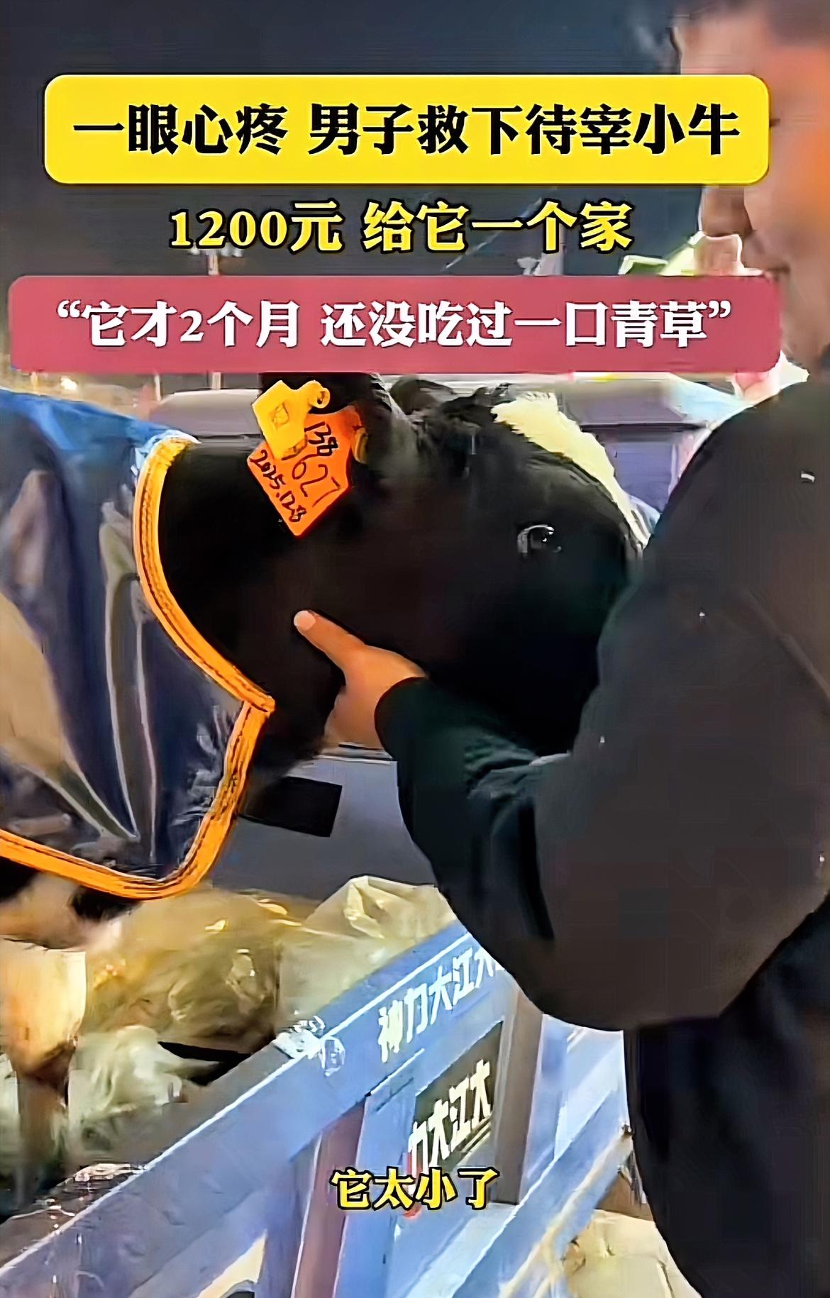 泪目！内蒙古，一男子去屠宰场买牛肉时，意外发现角落里有只小牛在不断颤抖，眼睛里全