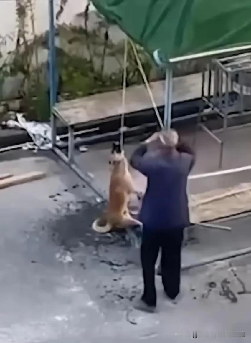 小区的这个老头，每到快要入冬的时候就开始四处捕捉流浪狗。当他发现流浪狗的时候，就