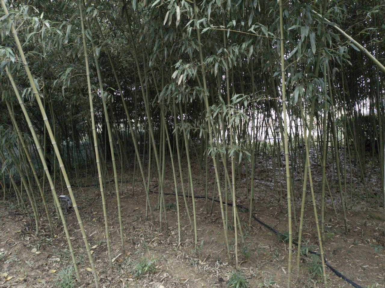 最近看到有人发文章，提到了鲁迅先生的“不足”，很快就有人骂起来，甚至连“证人”一