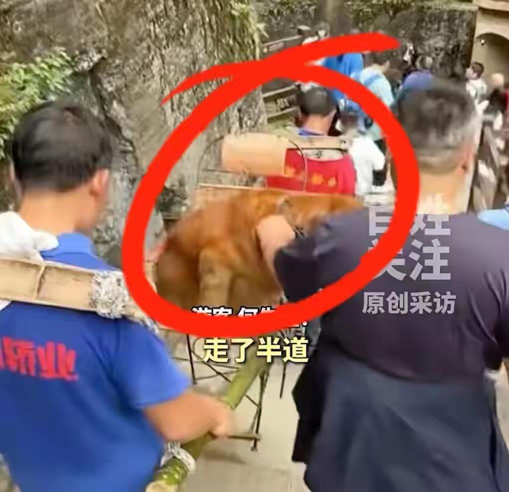 湖北恩施大峡谷，台阶陡得让人腿软。一只胖乎乎的金毛，安安静静坐在滑竿上。两名