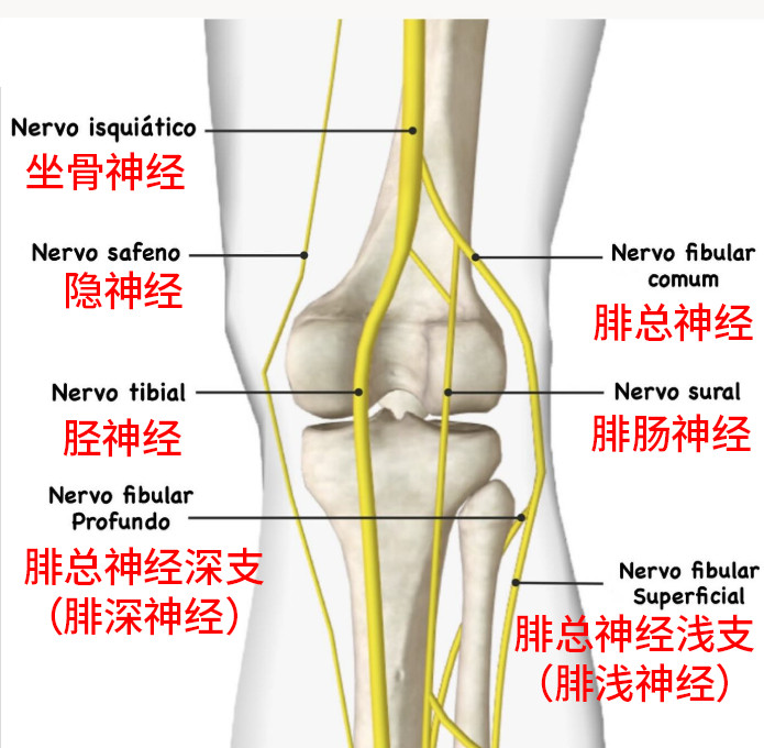 膝盖疼痛我之前总说，你的膝盖疼，不能忽视“神经”的损伤问题，来看下面这个图，你