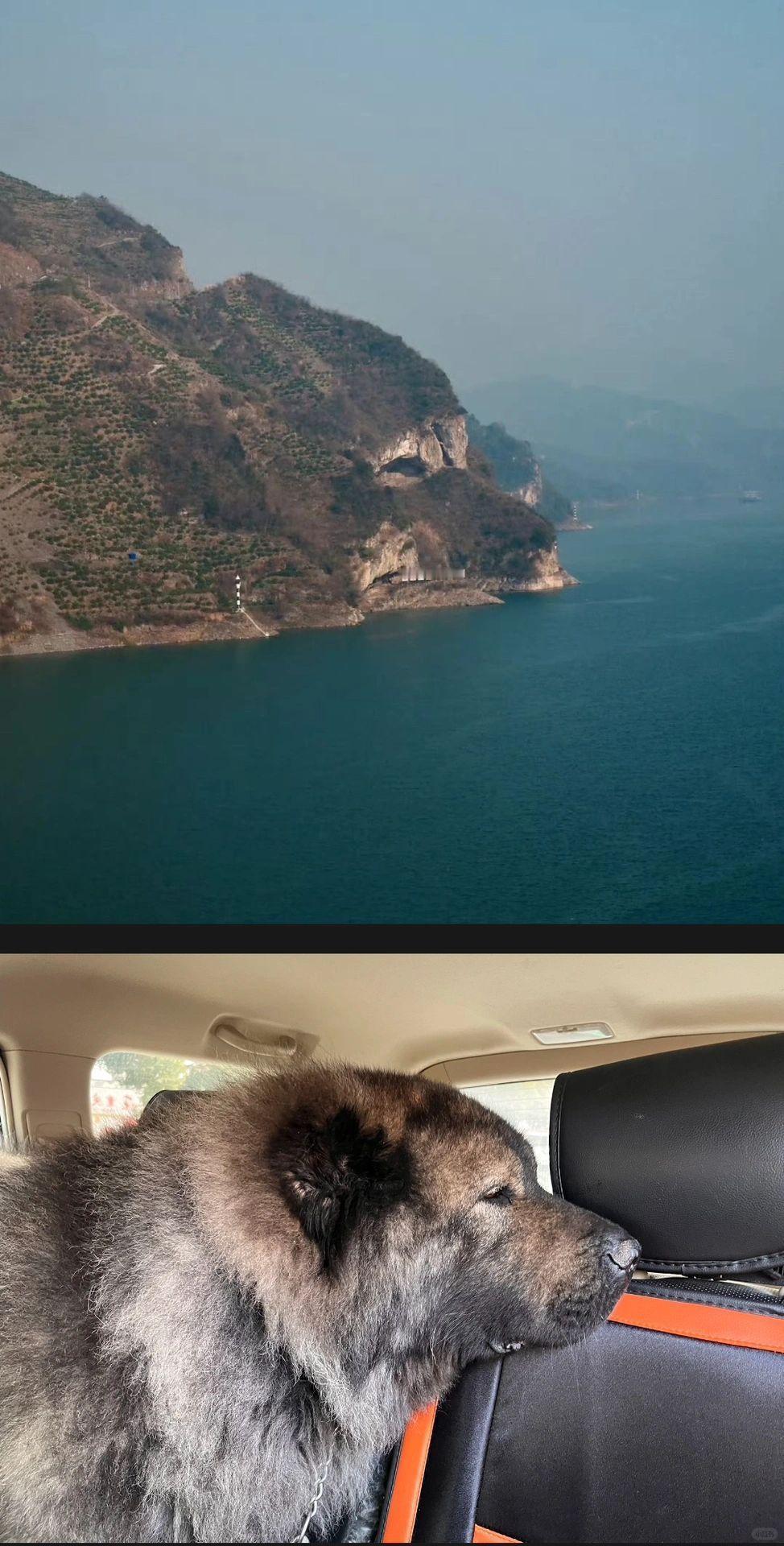 最像小狗山的小狗出现了！