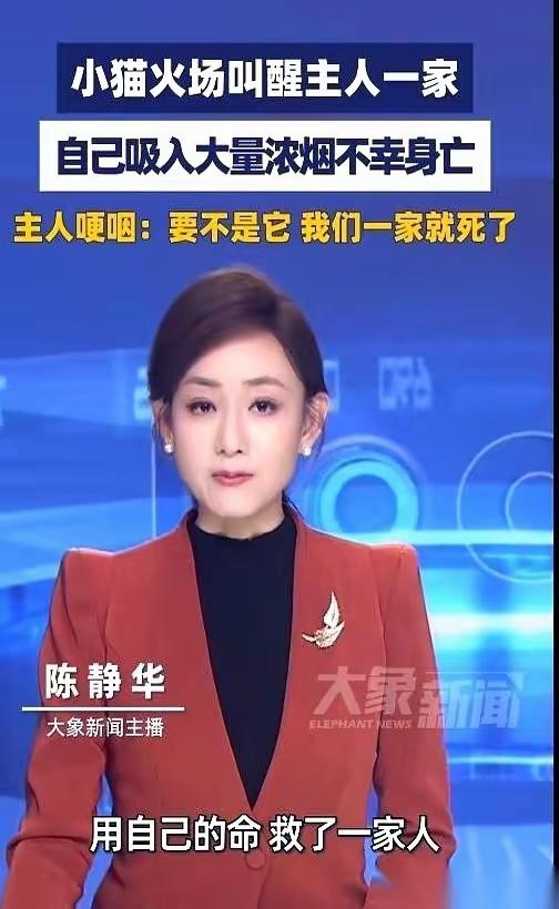 深圳那只救了全家的小猫，死因报告出来了。不是烧死的，也不是被烟直接呛死的。我看