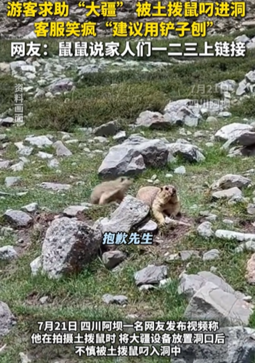 “笑不活了！”四川，男子拍摄土拨鼠，刚将大疆设备放洞口，结果，下一秒就被土拨鼠叼