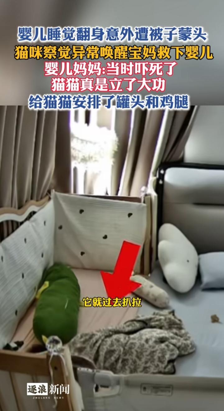 婴儿蒙头遇险猫咪叫醒宝妈：萌宠是意外惊喜，宝宝睡眠安全不能靠运气这一幕看得