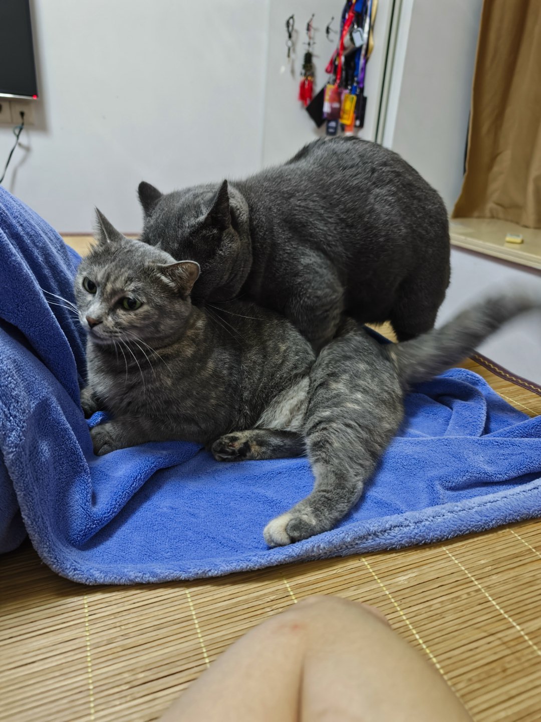 这个猫终于正经了，会去踩母猫了而不是天天和公猫搅和一块​​​
