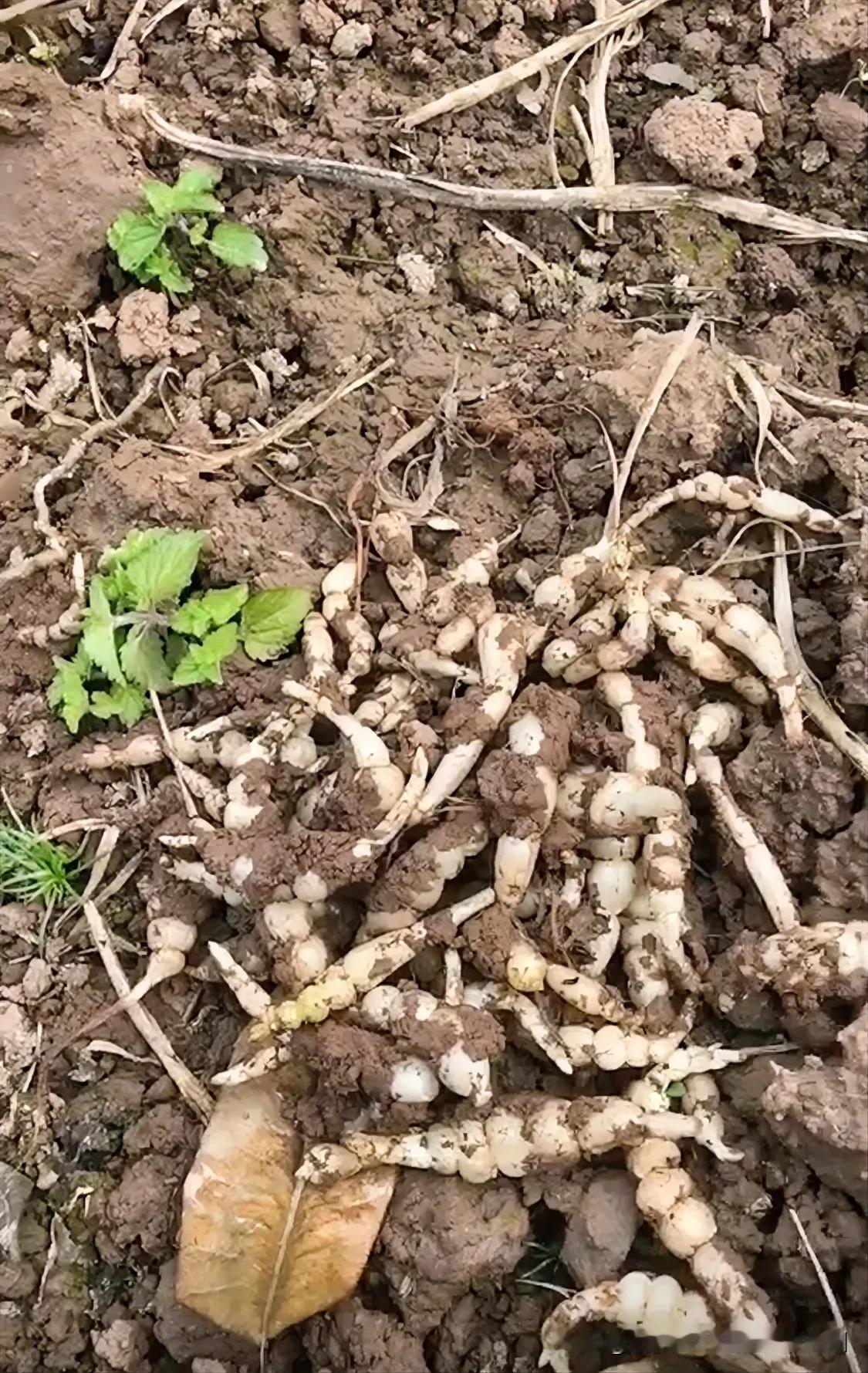 在我们四川虫草是这样的：可以做咸菜，很脆，也可以炒着吃，也很脆，就是太难洗了，