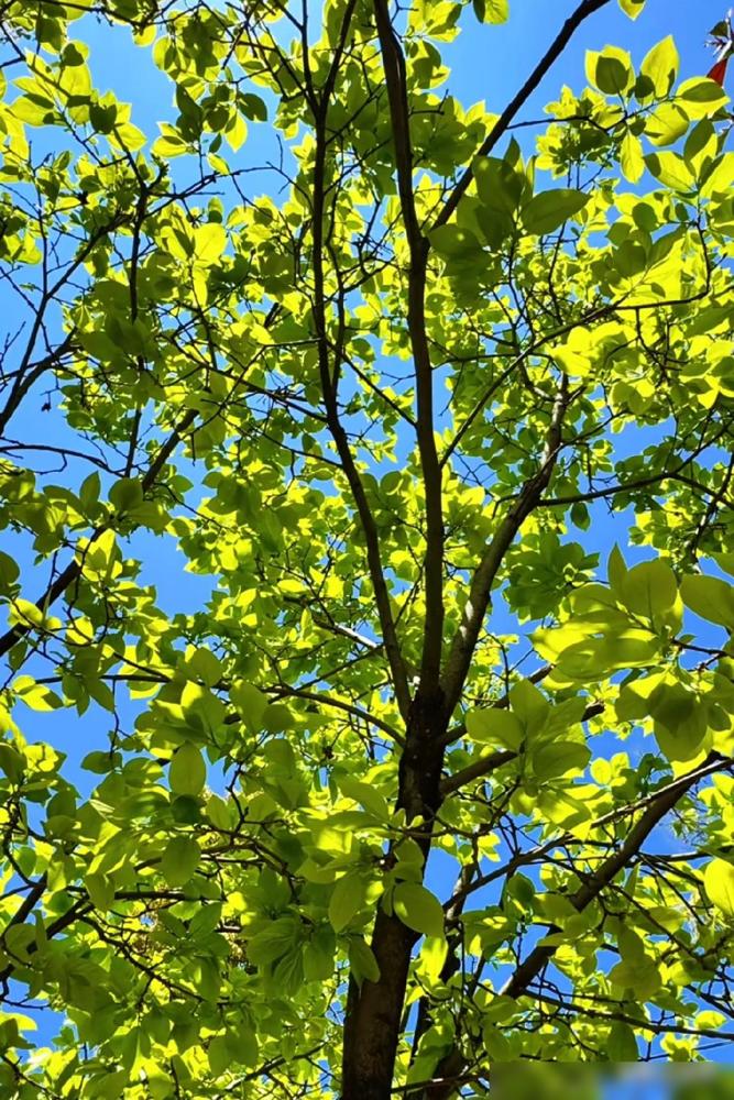 提前通知一声，再过6天，也就是6月5号晚上11点48分，就要交芒种节气了，老辈人
