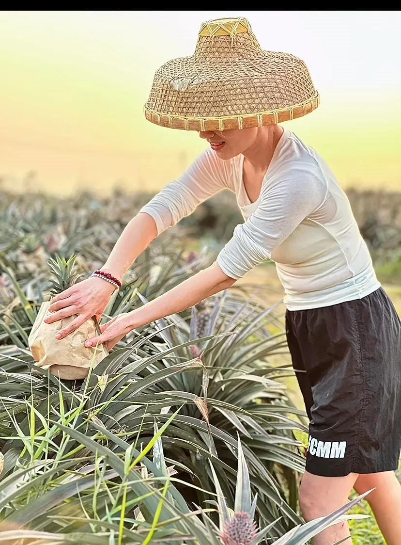 秋天妈妈大连返回海南，重战水果市场，在夕阳下为粉丝们亲手采摘凤梨，配乐粤语《喜欢