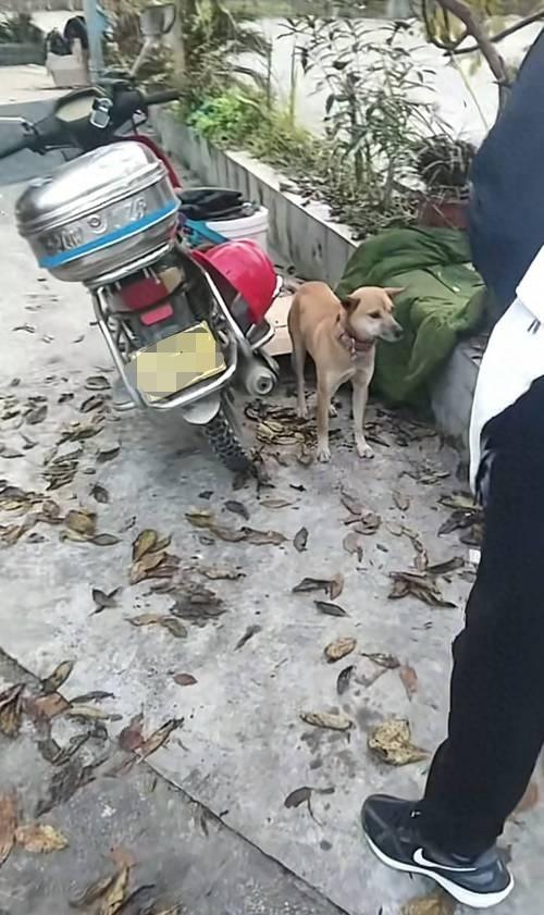 泪目！平武县这只黄狗“来福”彻底火了。主人骑车摔伤住院，它竟然自己找到摩托车，在