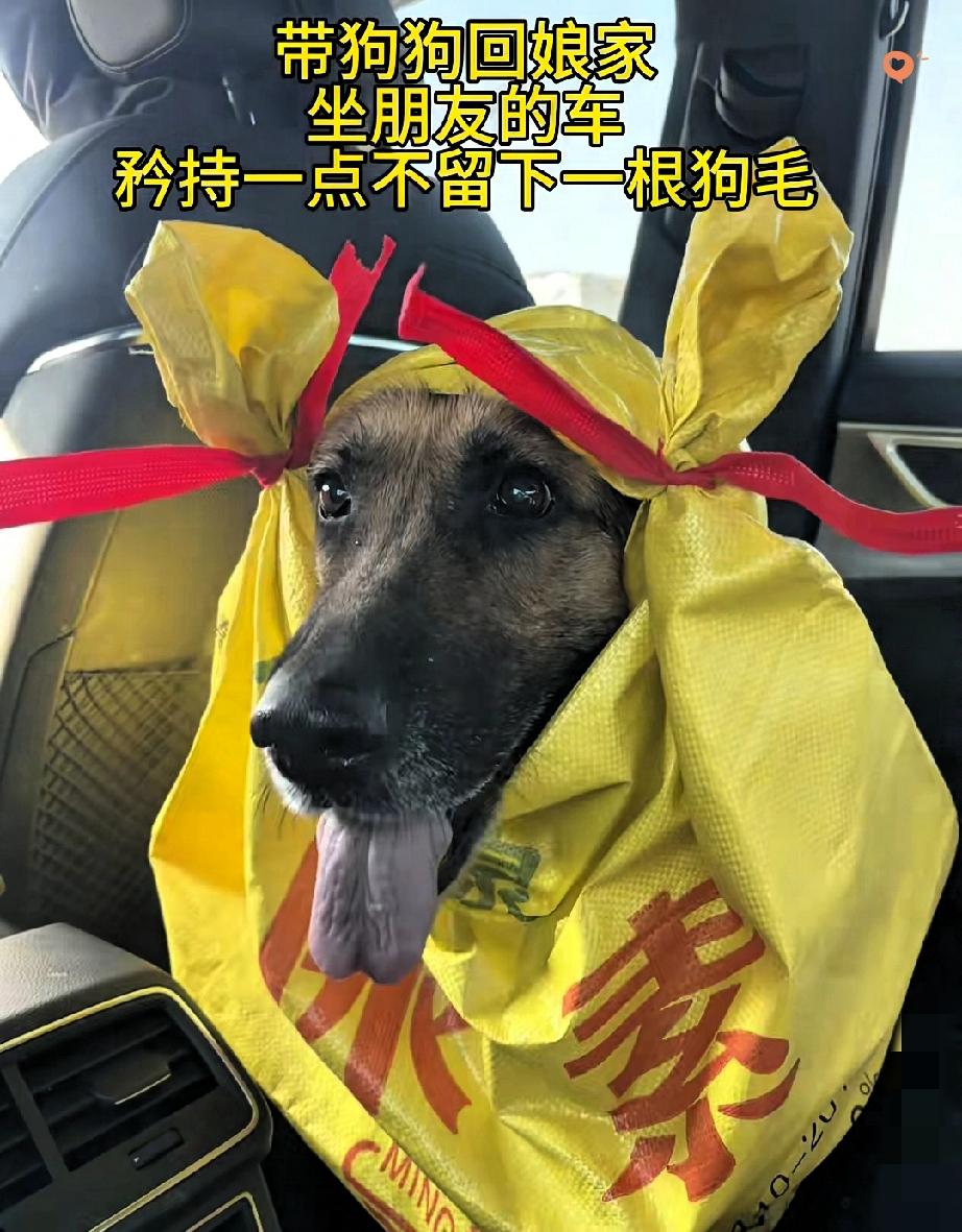 又暖又好笑！女子坐朋友车，把狗狗装进化肥袋，全程乖到让人破防！怕狗狗弄脏