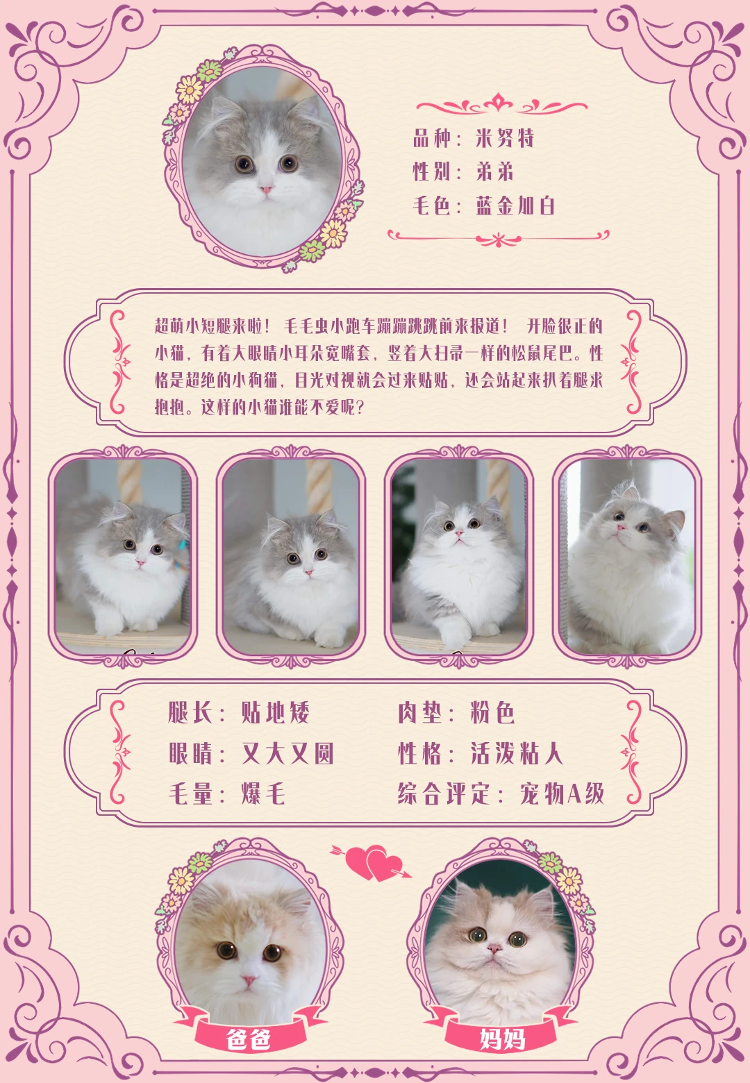 上海猫舍现猫 | 米努特蓝金加白长毛弟弟