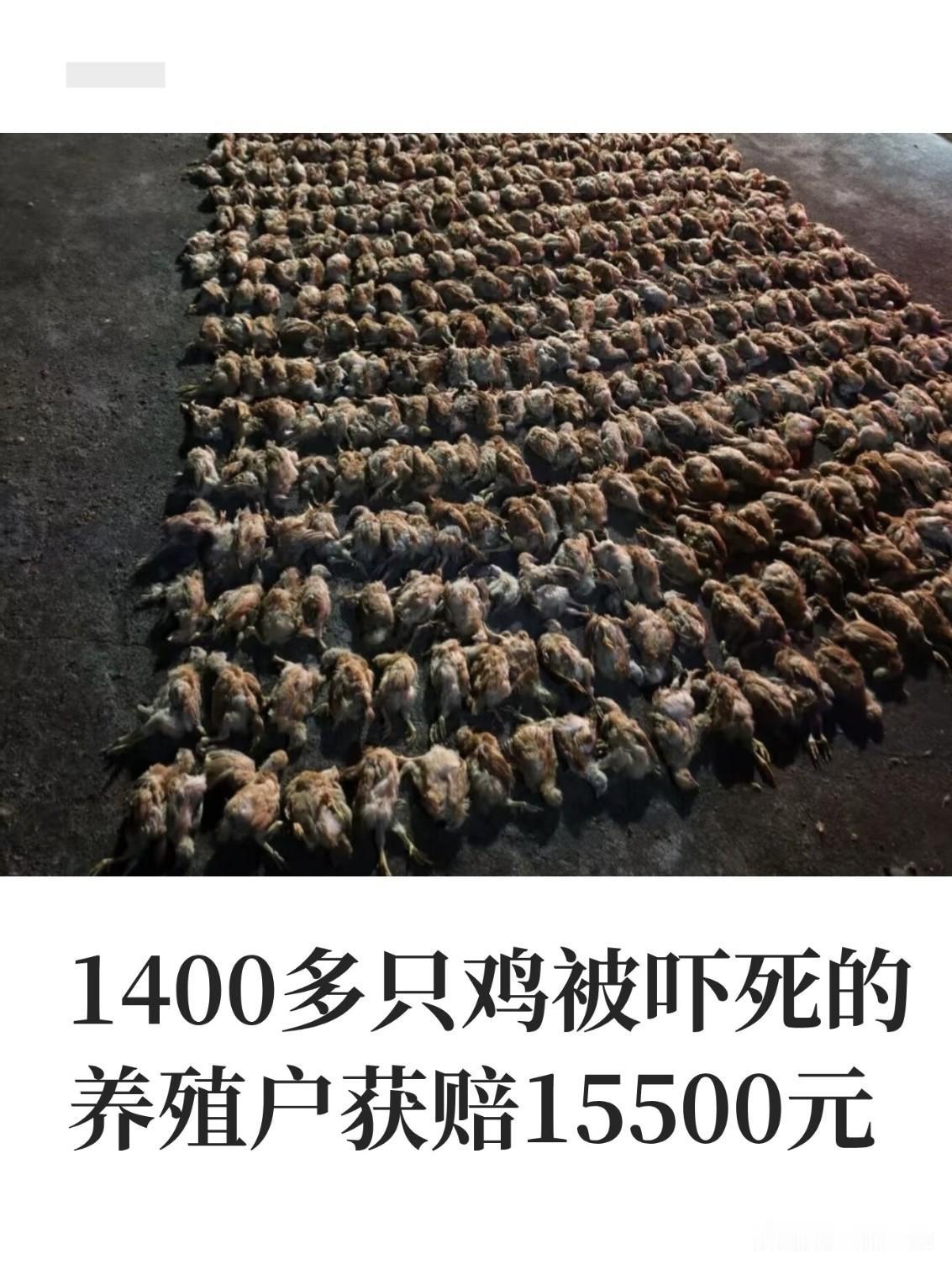 浙江衢州，一养殖户半夜听到鸡棚动静不对，赶过去一看，是一只凤头鹰闯了进来。没想到