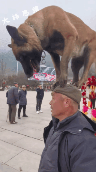 骑你头上的，都是不同品种的狗！