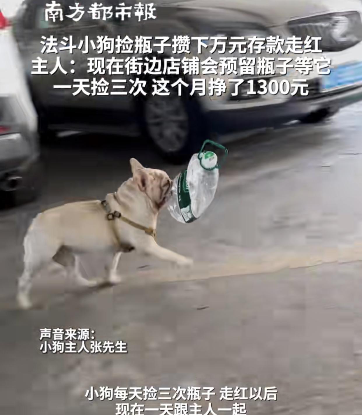 靠捡破烂，5年攒下了13000多块，广州一只叫“法斗”的小狗狗应该是最勤劳的小狗