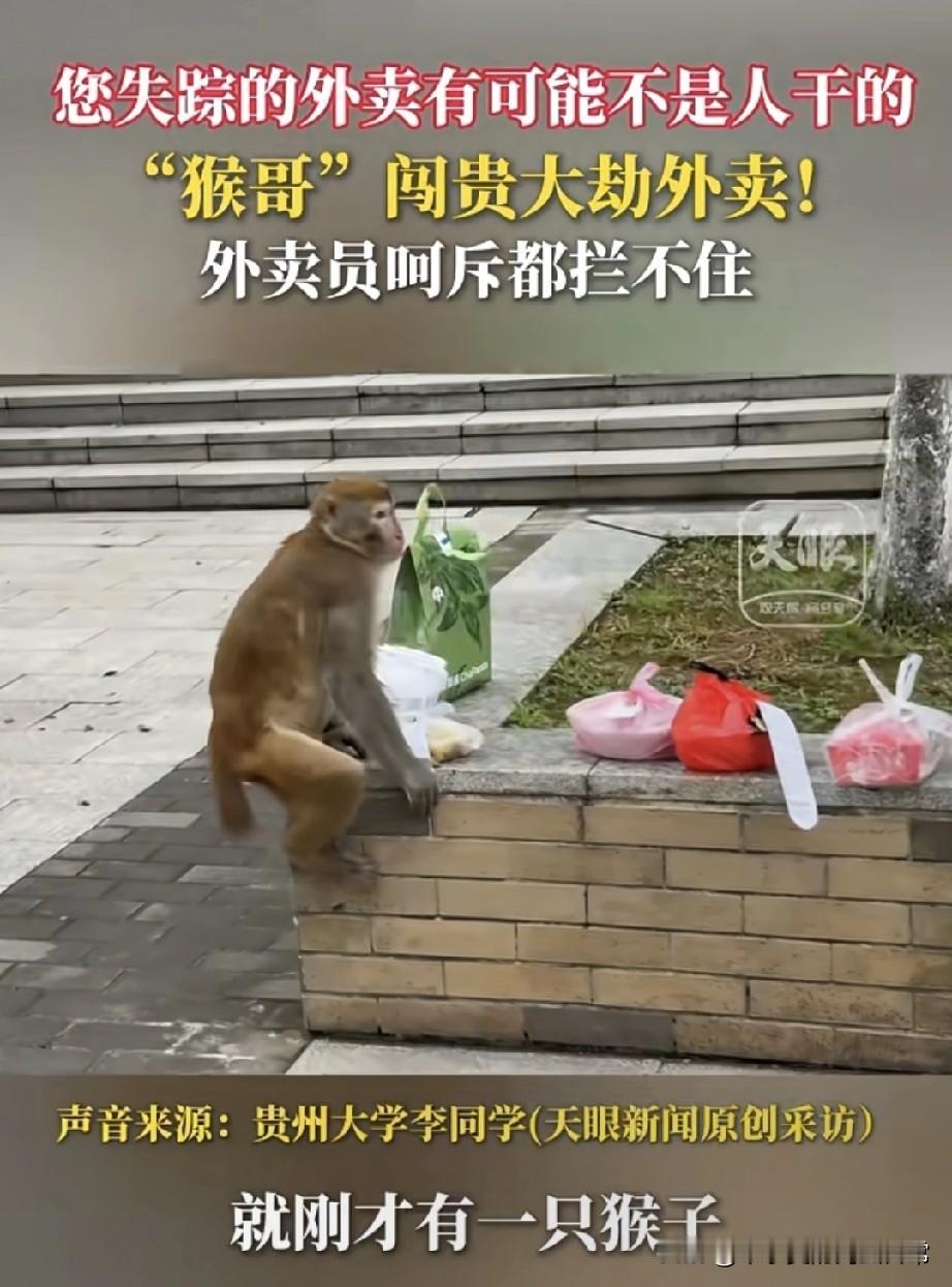 笑喷！外卖失踪竟是“猴哥”干的！快来看这离谱事儿！某大学的外卖被猴子截胡了