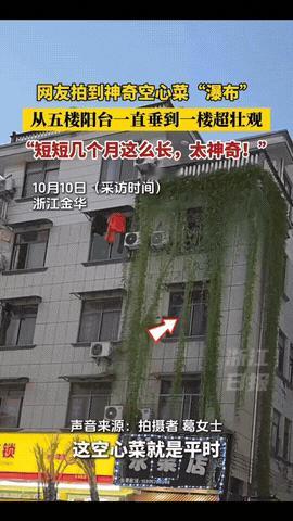 这下好了，不仅邻居知道了，全国人民都知道了！浙江金华，5楼业主种的空心菜，竟