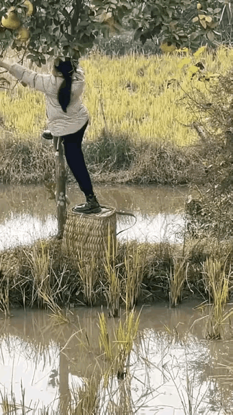 这狗可真狗啊！直接把主人整懵逼了。