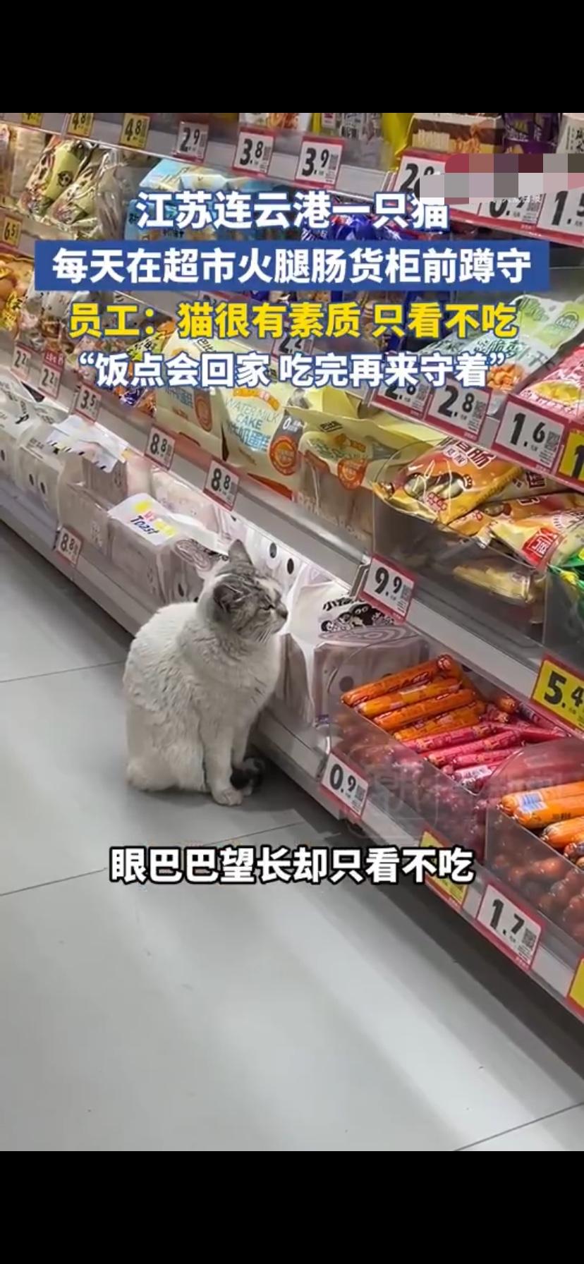 连云港“打工猫”火了！每天定点蹲守火腿肠柜台，主打一个“望肠止馋”，网友：这素质